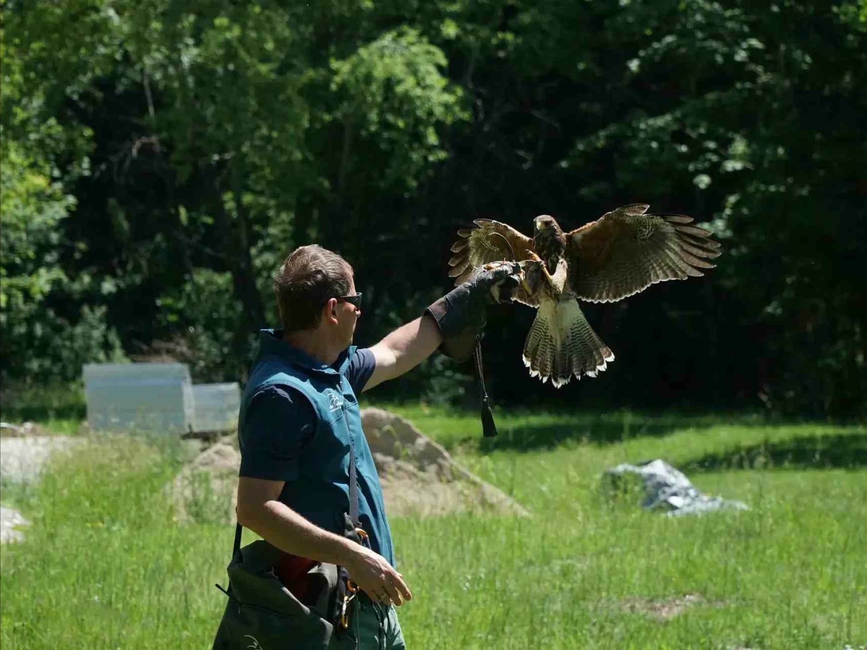 Mann mit Falknerhandschuh hält einen Habicht, der gerade auf seine Hand fliegt, mit Bäumen und grünen Wiesen im Hintergrund.