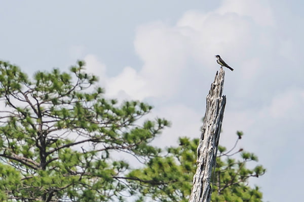 Carolina Sandhills National Wildlife Refuge