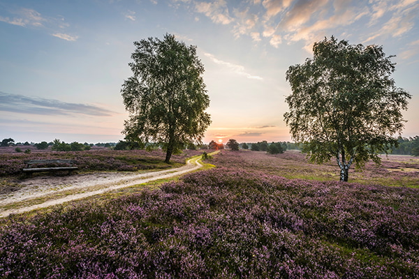 Heidschnuckenweg