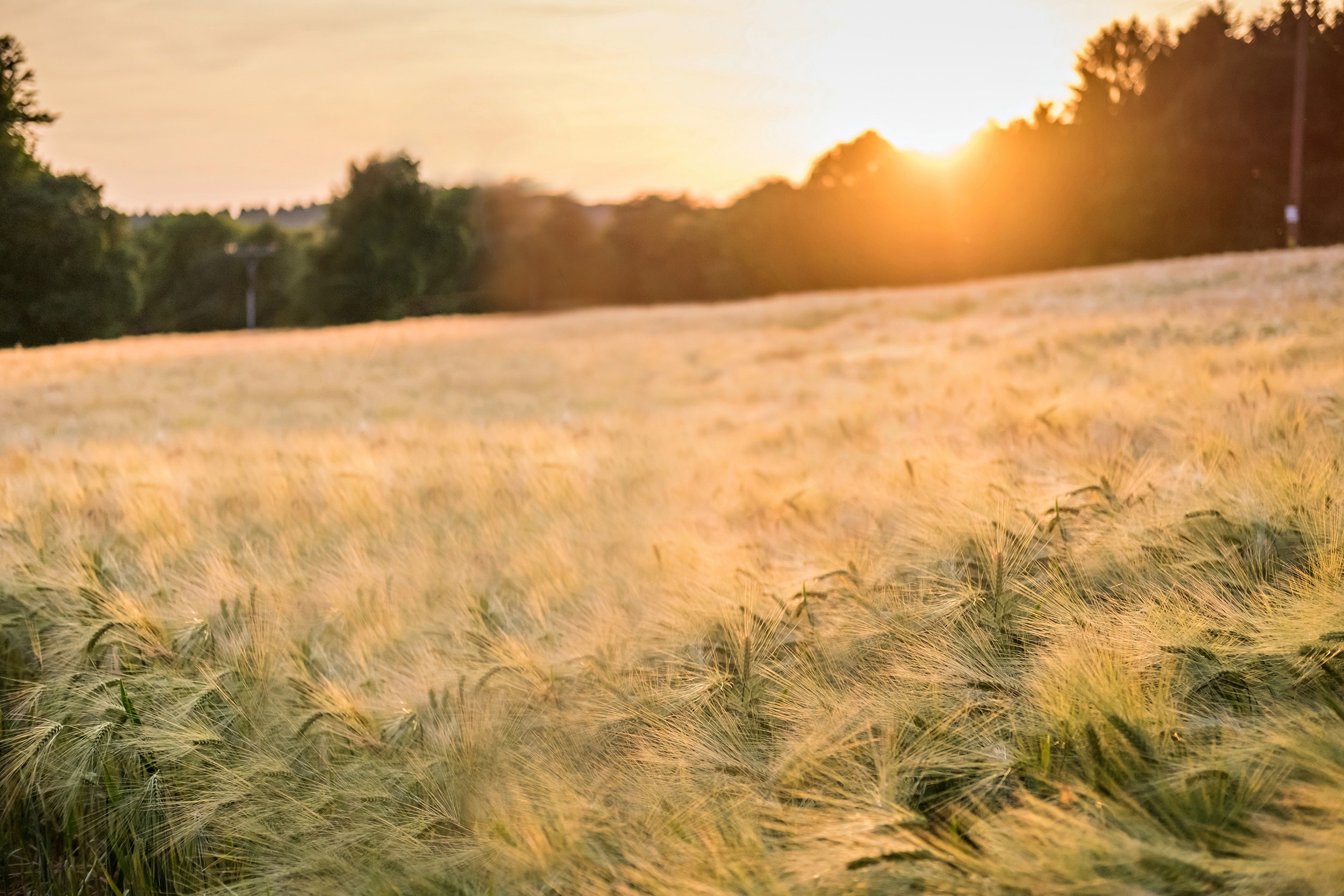 Sentiero Westerwald