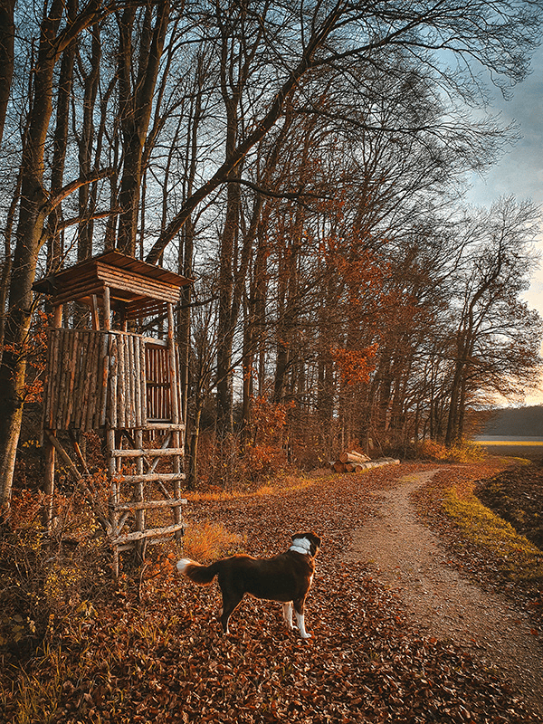 Walks with dogs in autumn and winter