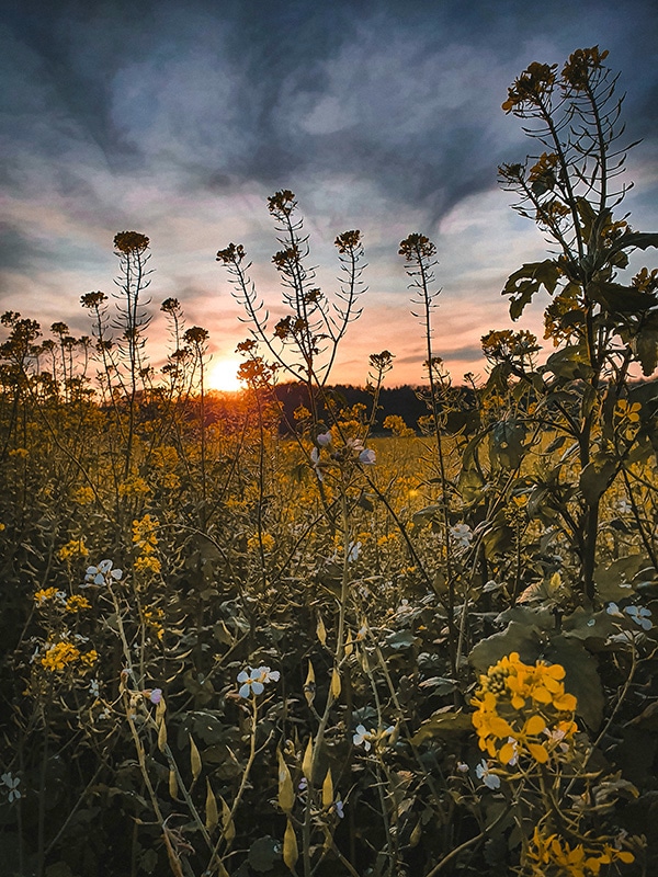 Tips voor wandelingen door het bos en op het grasveld